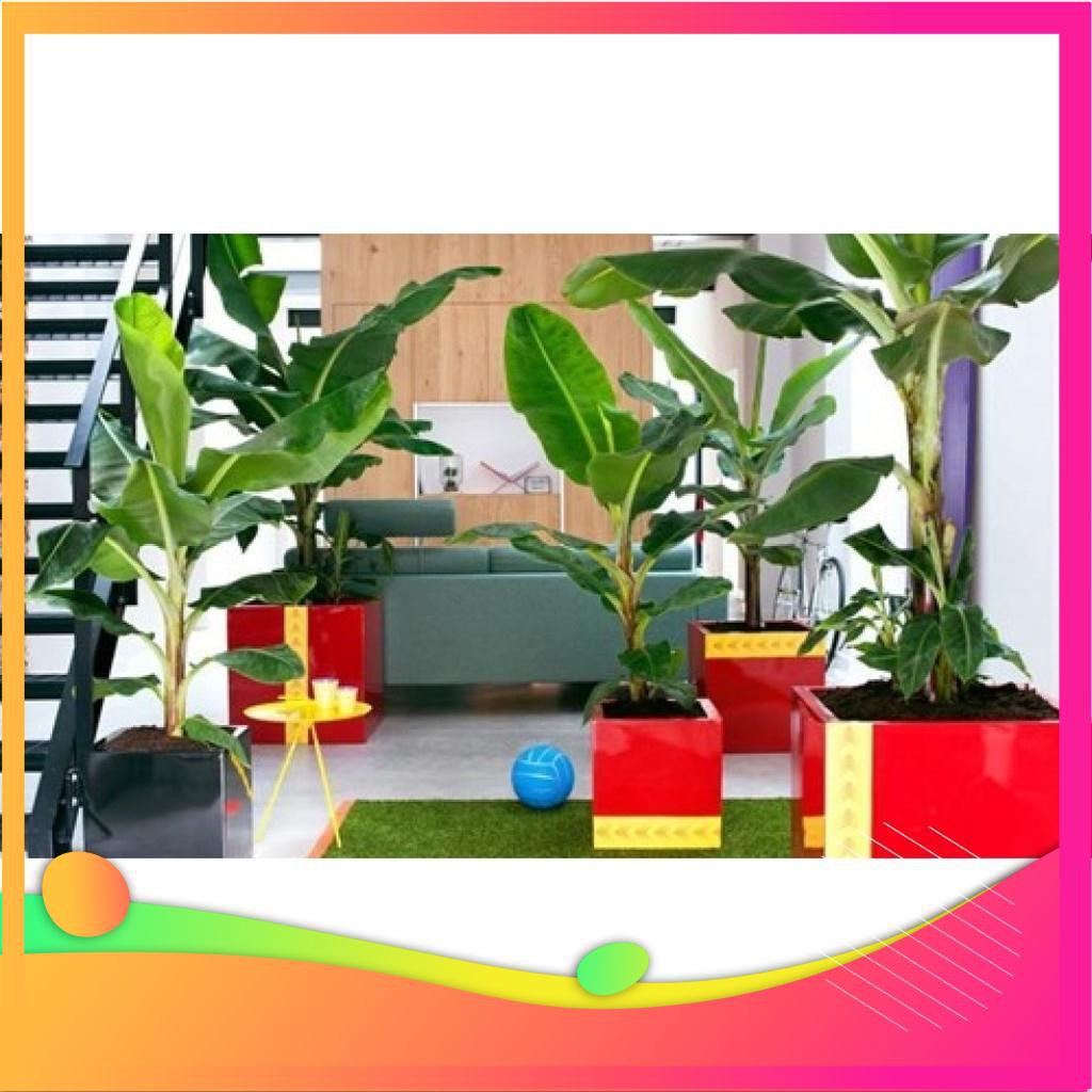 Hạt Giống Chuối Mini - 10 Hạt VIETGAR