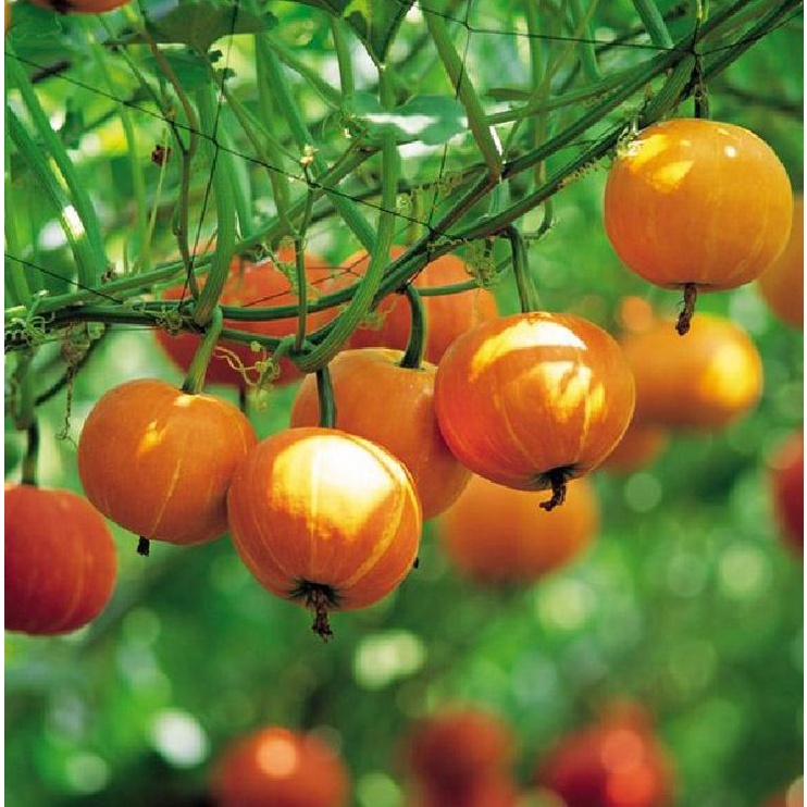Hạt giống Bí Ngô tí hon, ( bí đỏ mini ) - H2T FARM