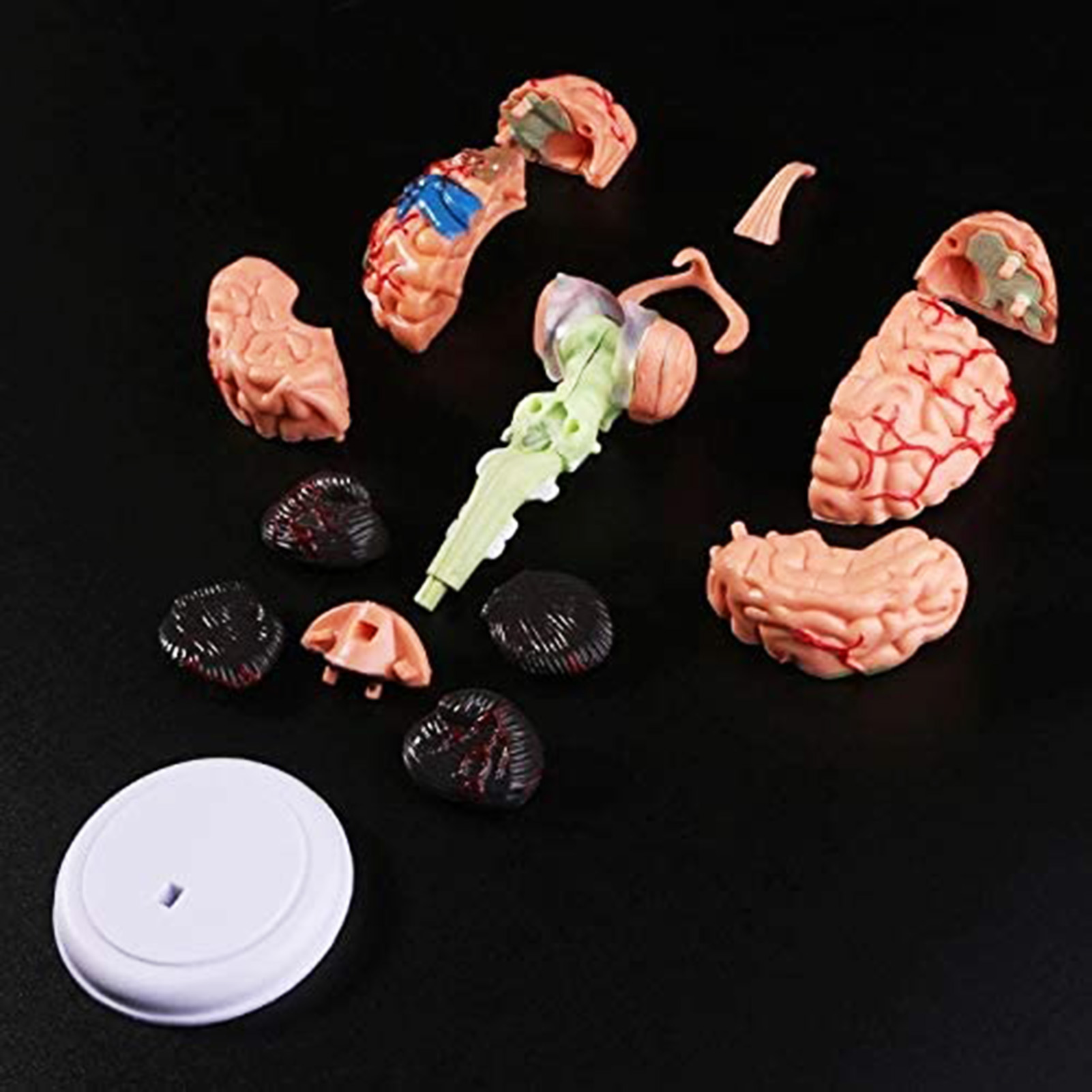【EcoDealsq】Removable Anatomical Human Internal Brain Model Teaching ...