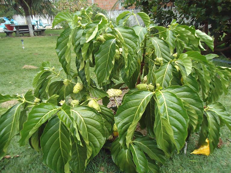 Hạt giống cây nhàu - Gói 50 hạt