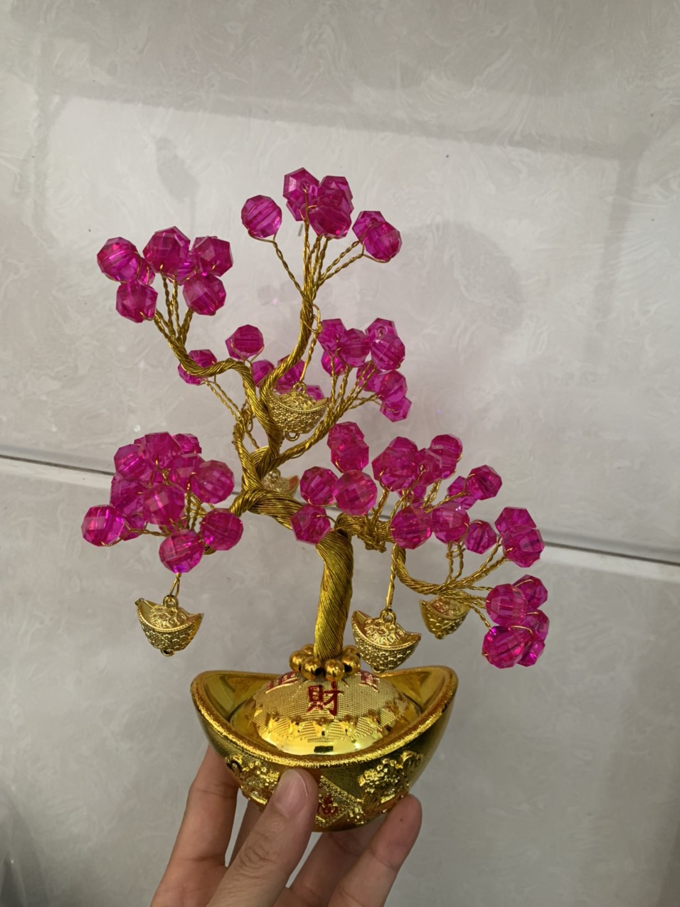 Cây kim tiền mini cao 16cm