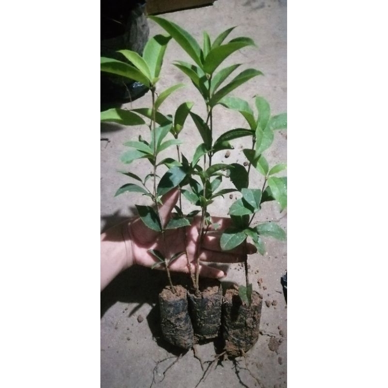 Cây giống Mộc hương ta hoa vàng