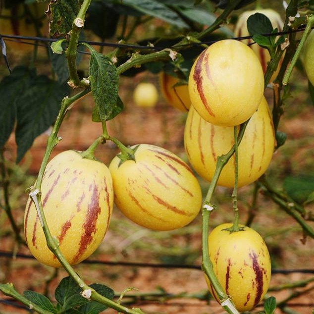 Hạt giống dưa hấu pepino ( 5 hạt) - thanh mát, mọng nước
