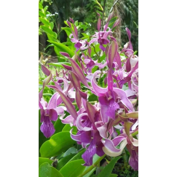HOA LAN NẮNG THỎ KIÊN GIANG