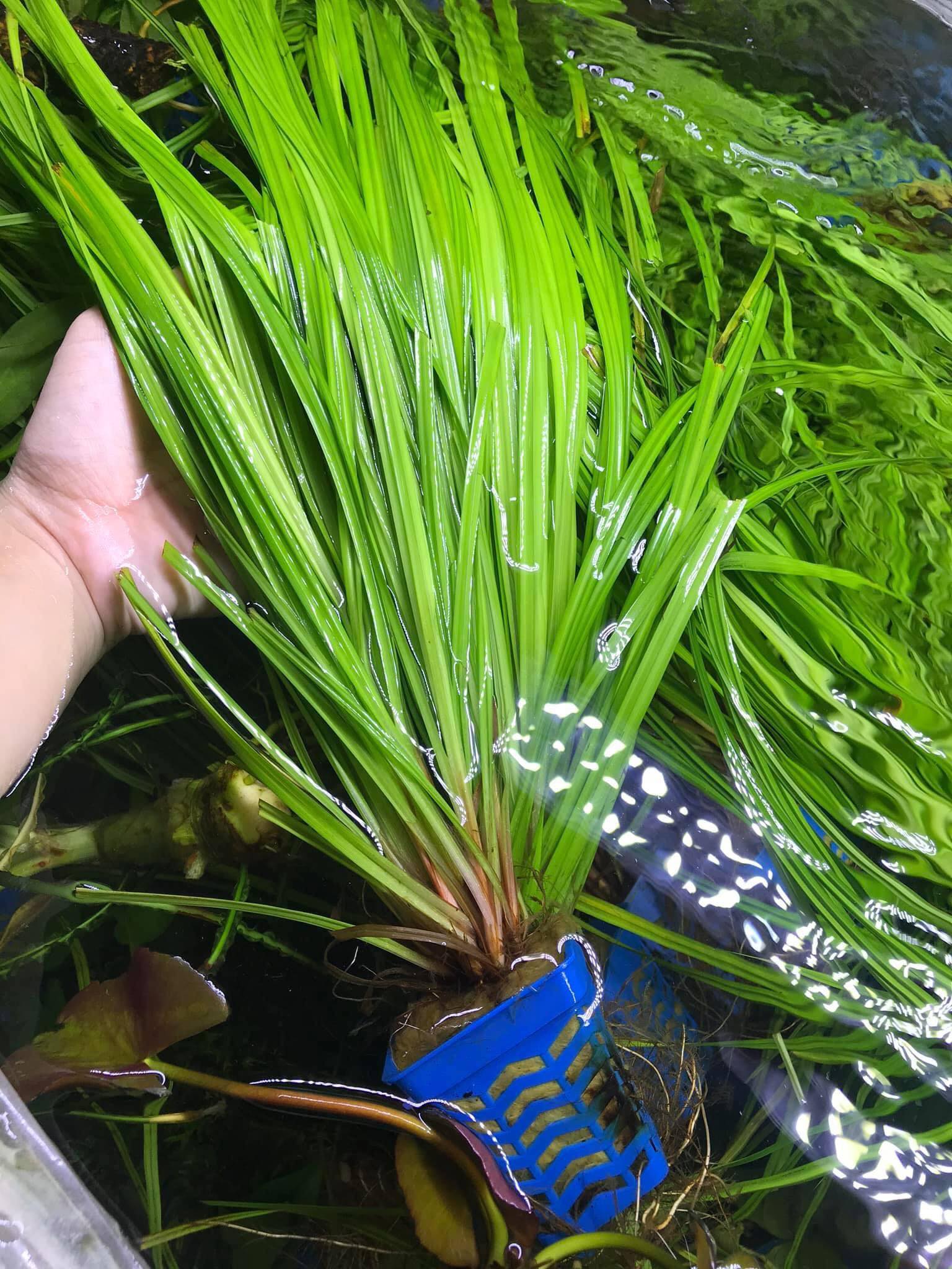 Cỏ narong - Cây thủy sinh hậu cảnh đẹp