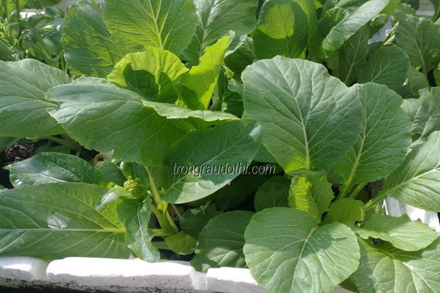 (Gói 20g)Hạt giống rau cải ngồng F1