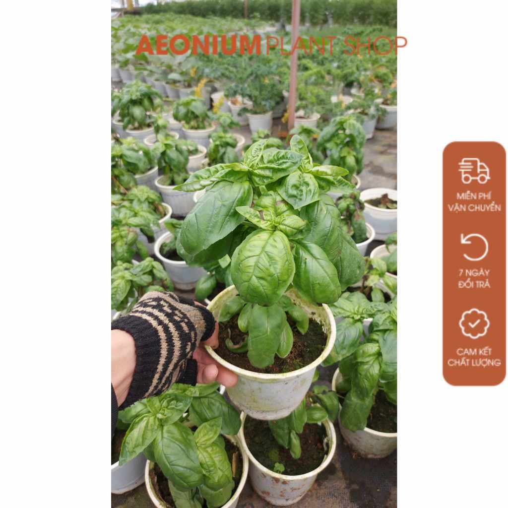Cây Basil - Húng Quế Tây, Húng Quế Ngọt