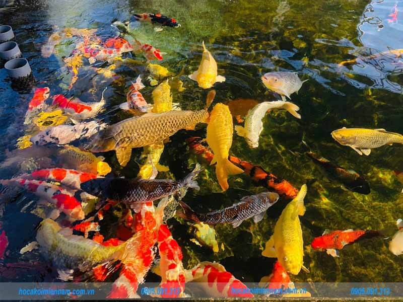 Men vi sinh Viethand Bio Koi siêu đậm đặc