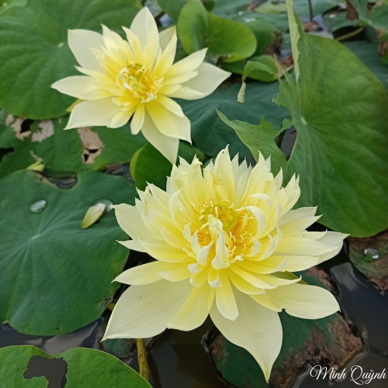 Củ giống hoa sen vàng " Autumn in moling "