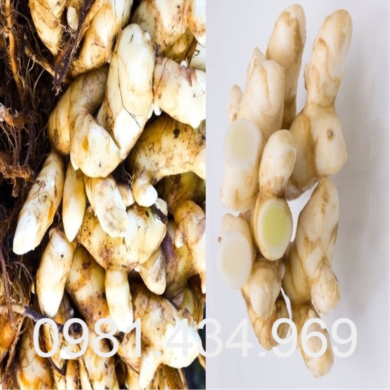 Củ Mướp Gai (Móp Gai, Ráy Gai) Khô 1KG CHuẩn Đẹp