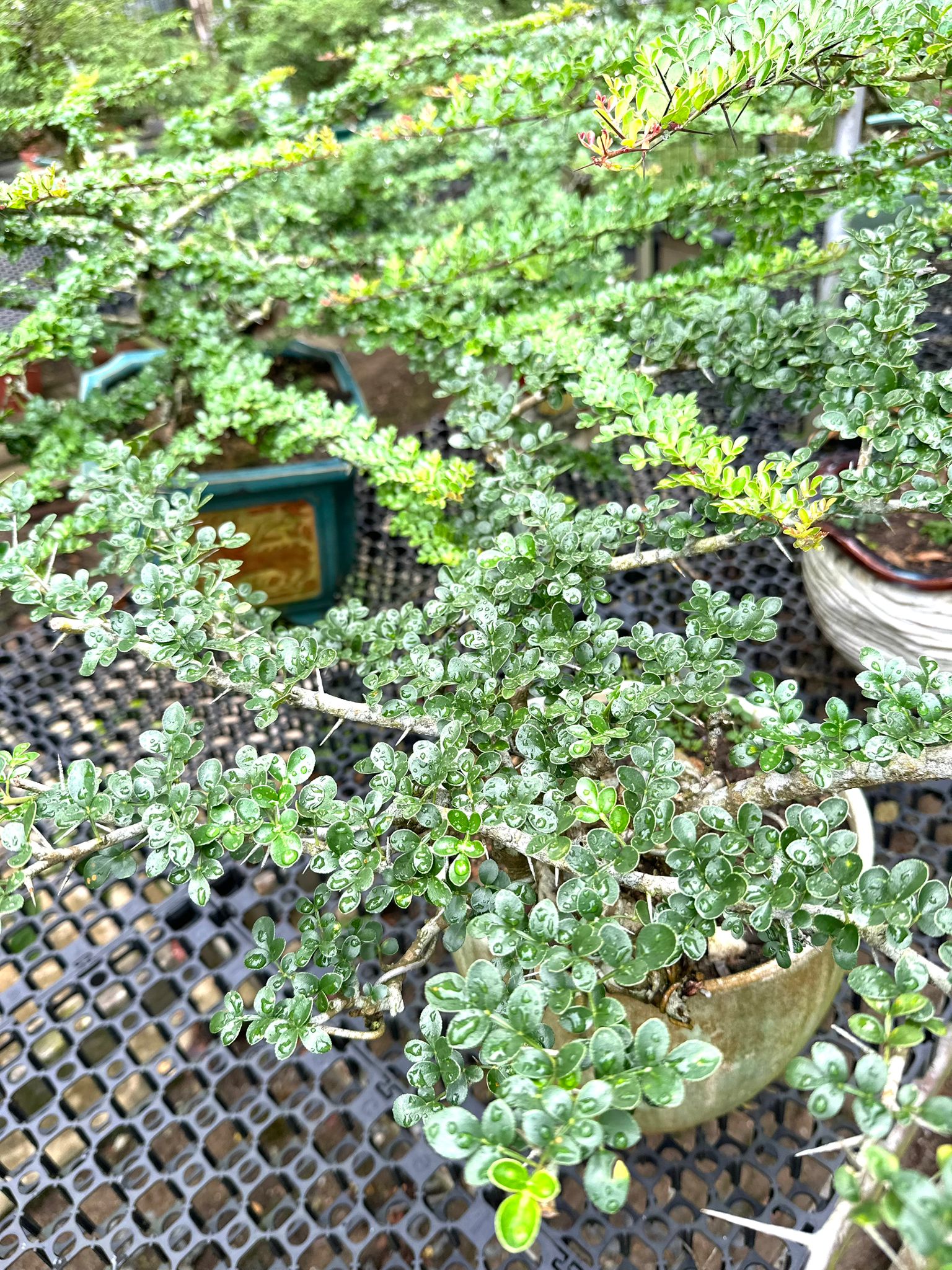 Feroniella Lucida Bonsai/Outdoor Plants | Lazada Singapore