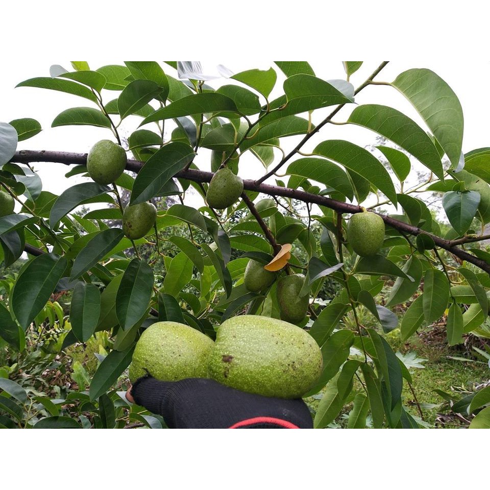 Hạt Giống Bình Bát Cây - Bình Bát Vàng - 20 hạt