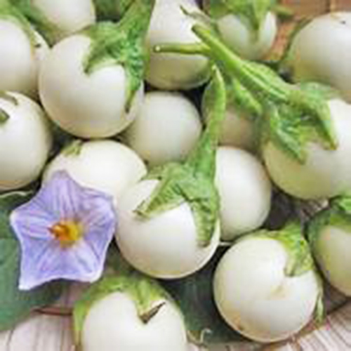 [HCM] Hạt giống Cà pháo trắng - Gói 0.5g