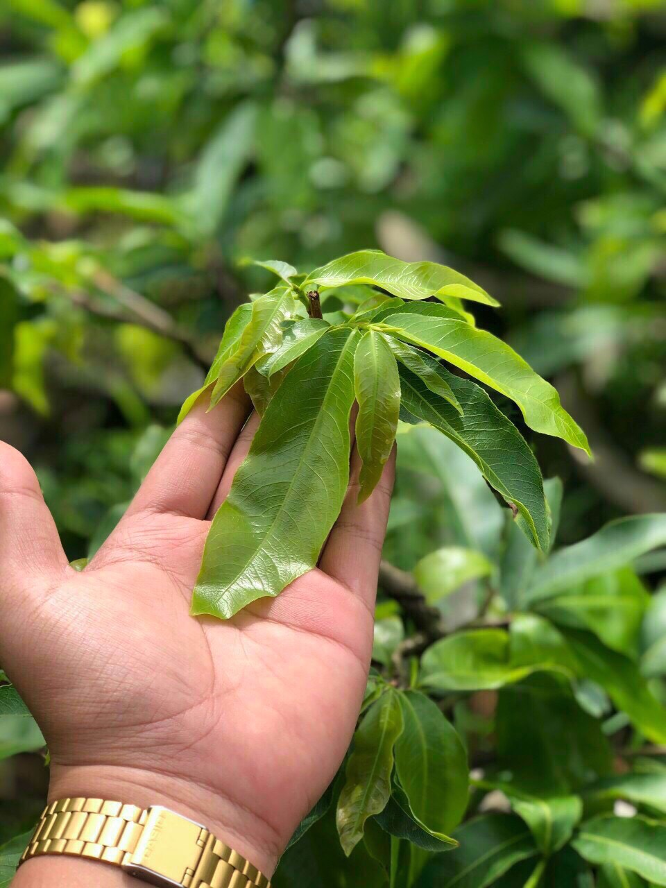 PHÂN BÓN BUNG ĐỌT RA RỄ CHUYÊN MAI VÀNG 1 LÍT