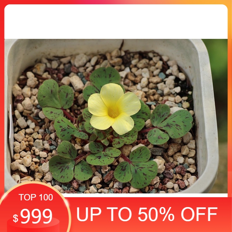 củ hoa oxalis dòng luteola