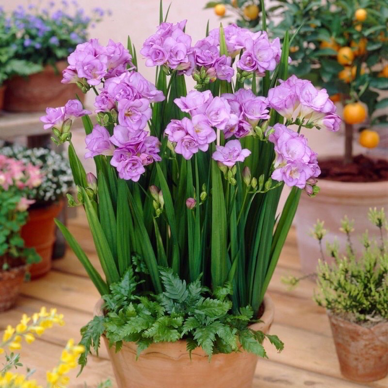 Củ hoa địa lan nam phi(2củ)