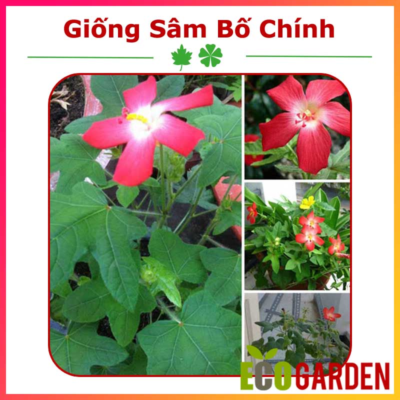 Hạt Giống Sâm Bố Chính Thảo Dược (ECO.449)