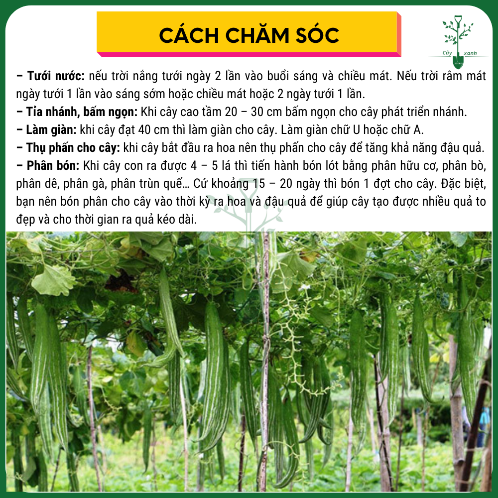 Hạt Giống Lặc Lày Mướp Nhật