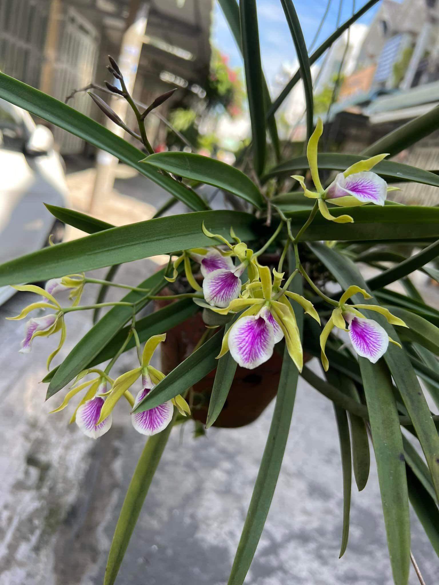Hoa lan đuôi công cây giống Cao 7-12Cm