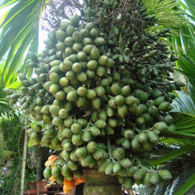 CAU LÙN -CAU TỨ QUÝ( cau ăn trầu)
