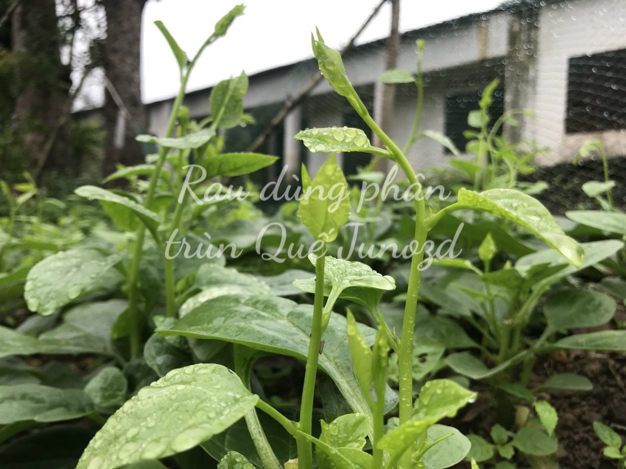 Phân trùn quế bột JUNOZD