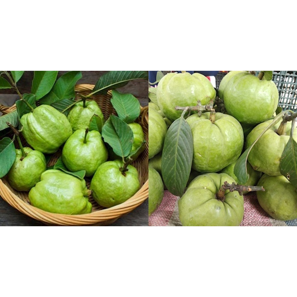 Cây giống cây tai chua