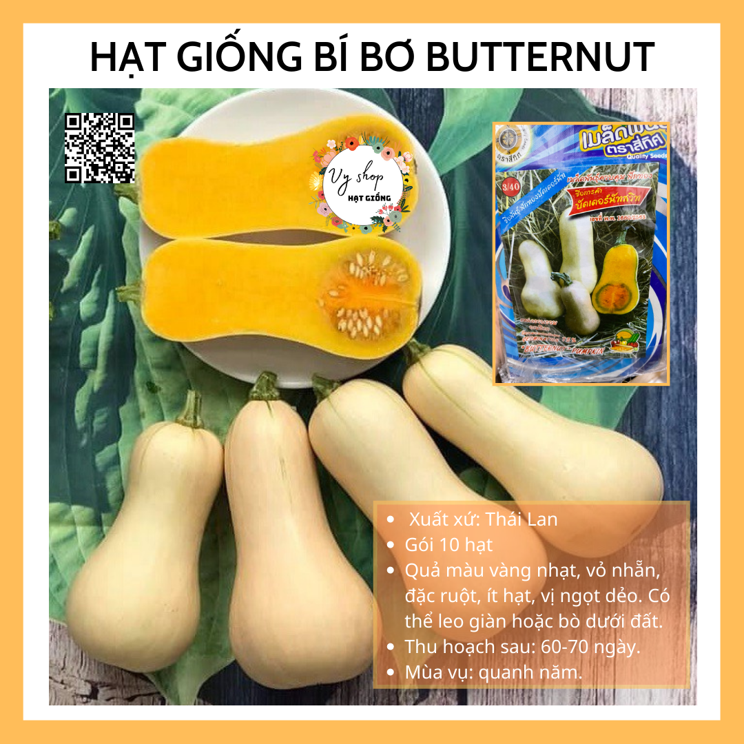 Hạt giống bí bơ butternut Thái Lan