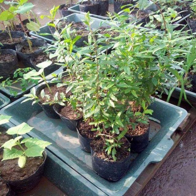CÂY GIỐNG LỰU LÙN ĐỎ CAO SẢN