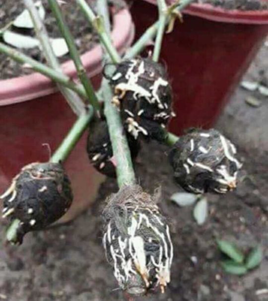 1kg Rễ Lục Bình_ Rễ Bèo Tây Chiết Cây