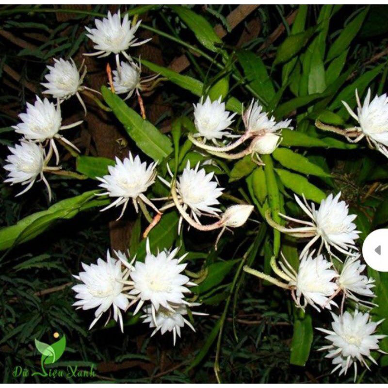 Quỳnh Hương- Dạ Quỳnh - Chậu Giống