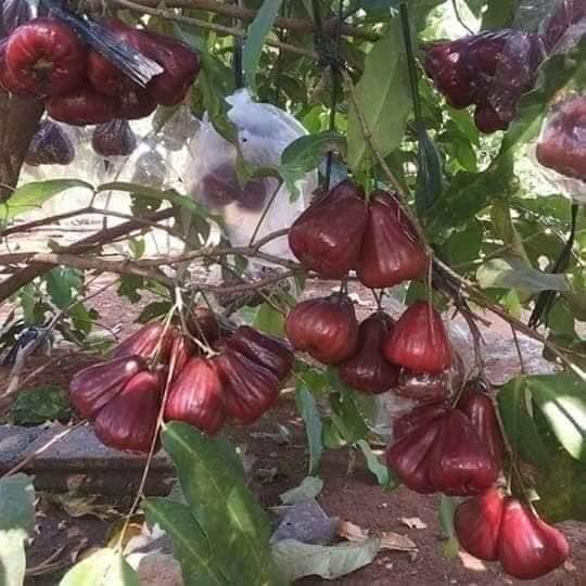 Cây giống mận an phước
