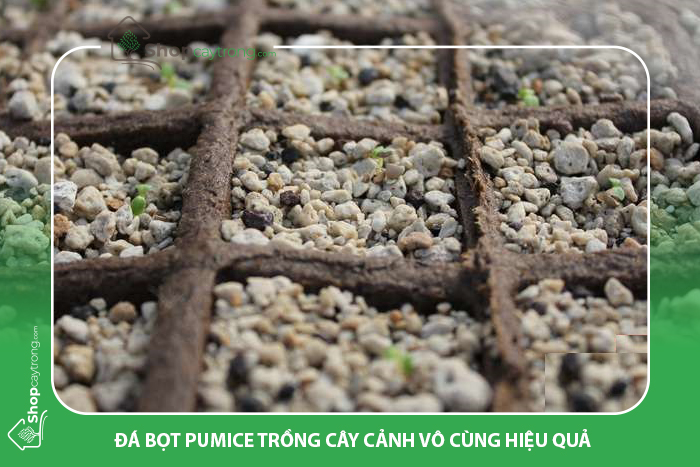 Đá pumice, đá bọt size 1-3mm 1000ml