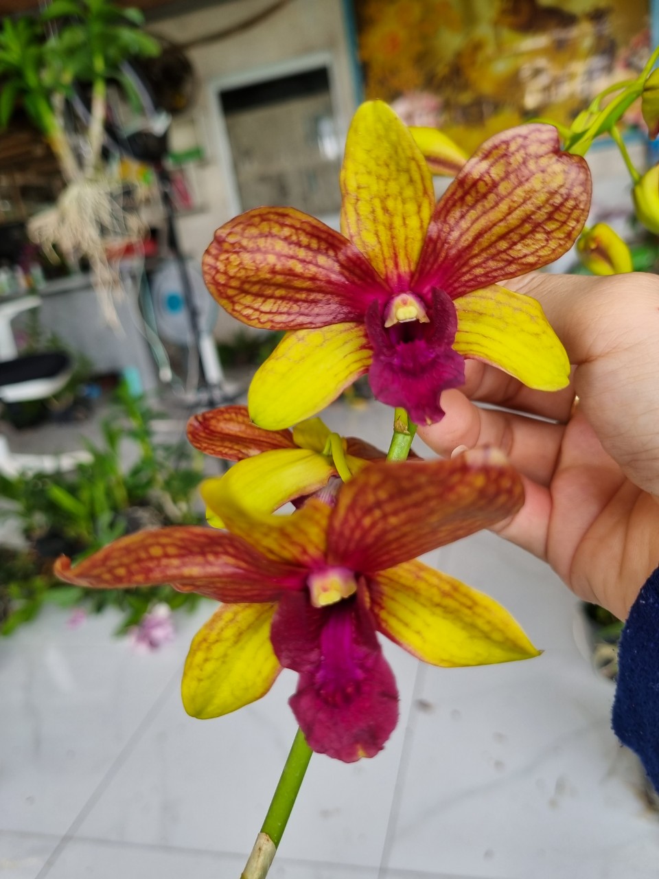 HOA LAN DENRO NẮNG BƯỚM ĐỎ