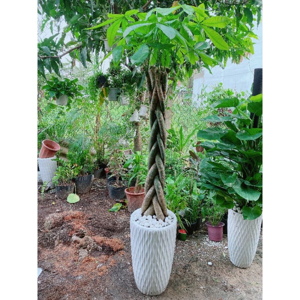 Chậu Kim Ngân Thắt Bính Lớn