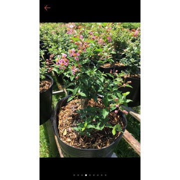 Chậu Hồng Ngọc Mai ( làm bonsai mini ) -cây phôi lớn