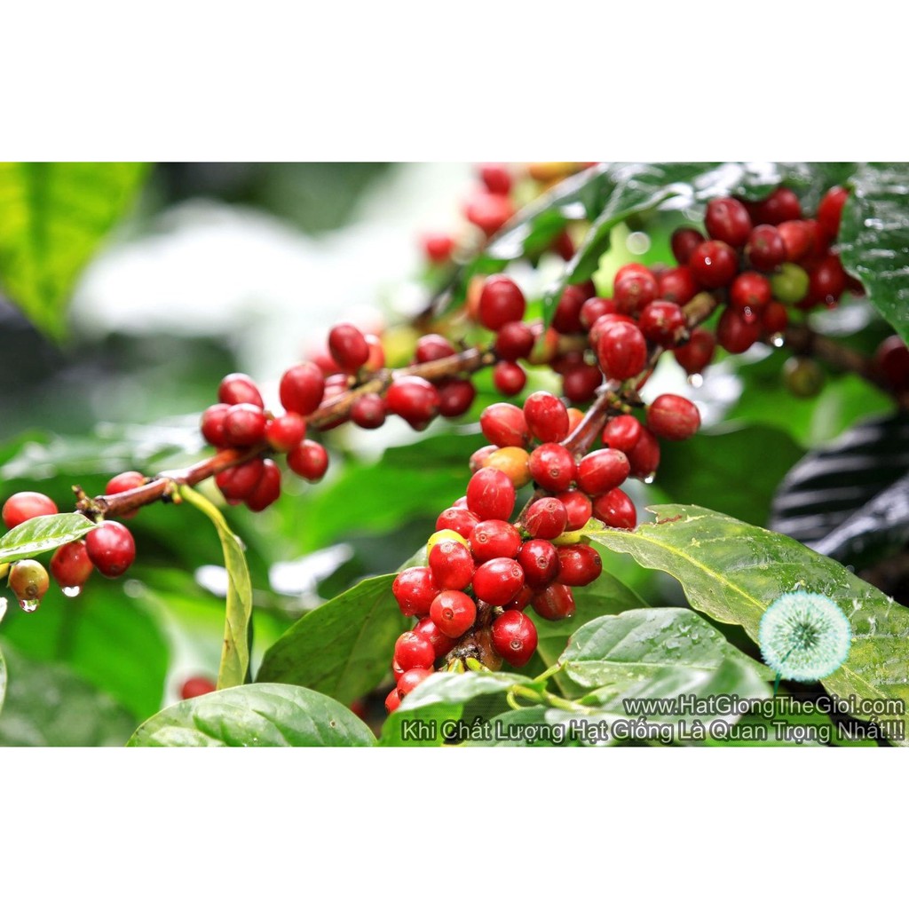 cây cà phê arabica giống