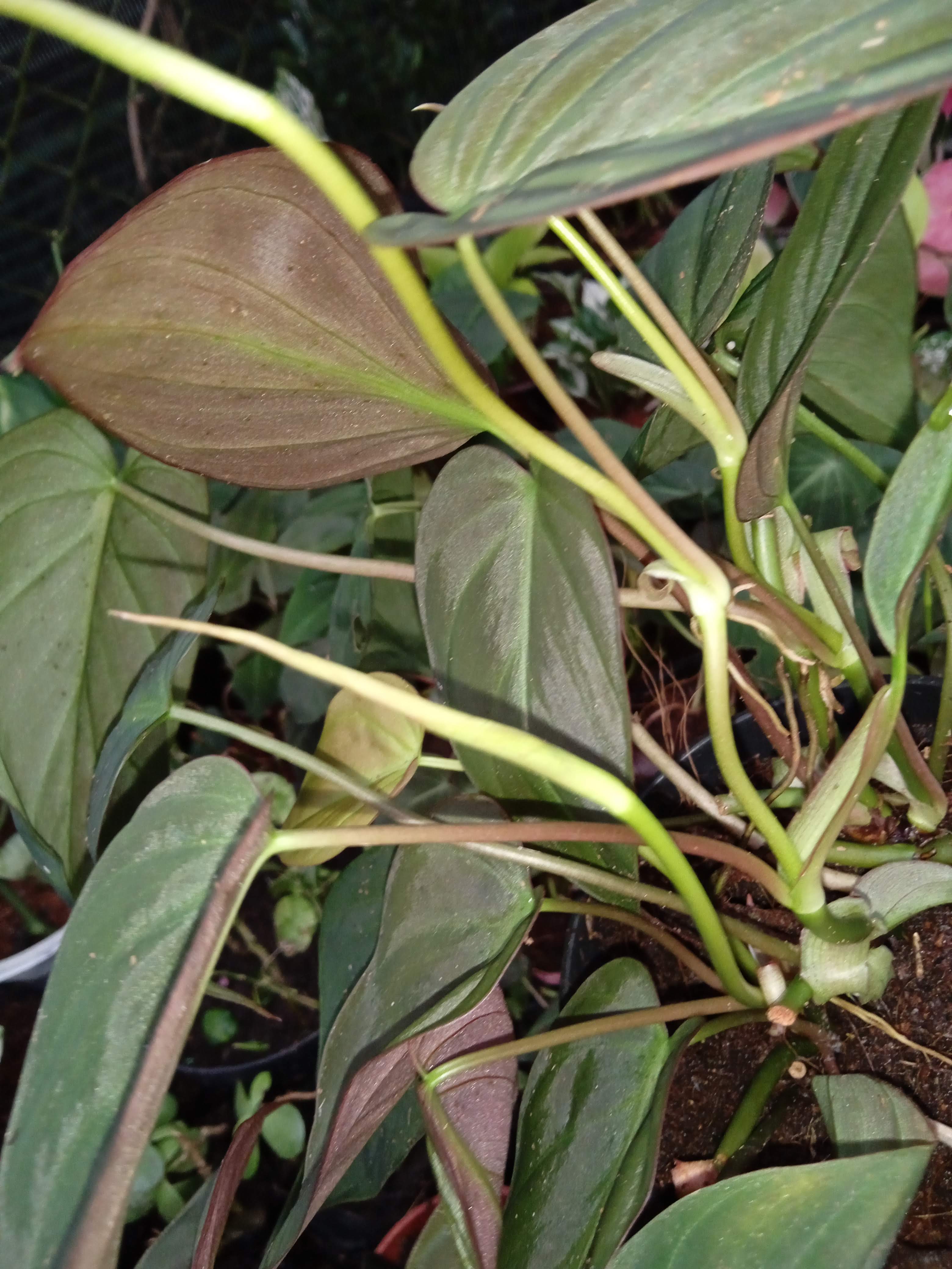 Trầu bà Mican