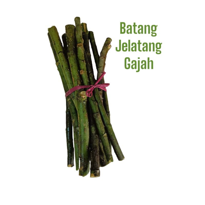 Pokok Hiasan Batang Jelatang Gajah (7 Batang)♂ 