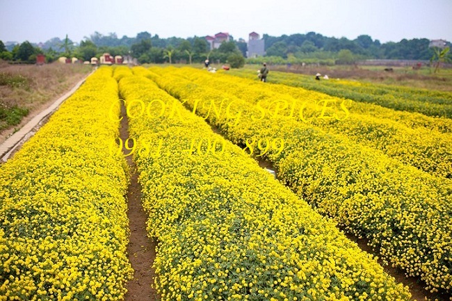 Trà Hoa Cúc vàng loại 1 ( Daisy Flower ) dùng pha trà