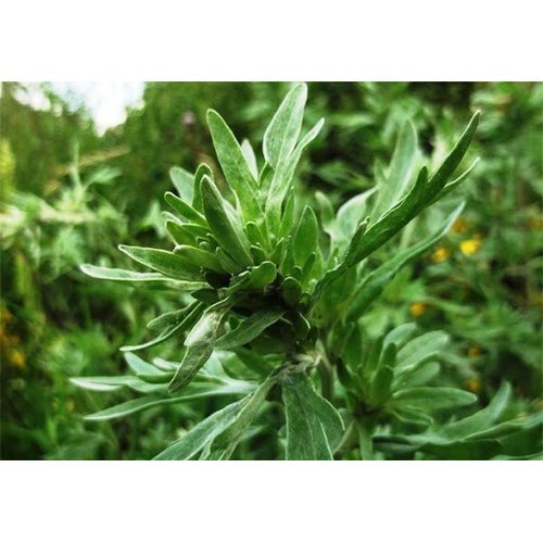 bầu cây giống cây ngải dại - kh35dl