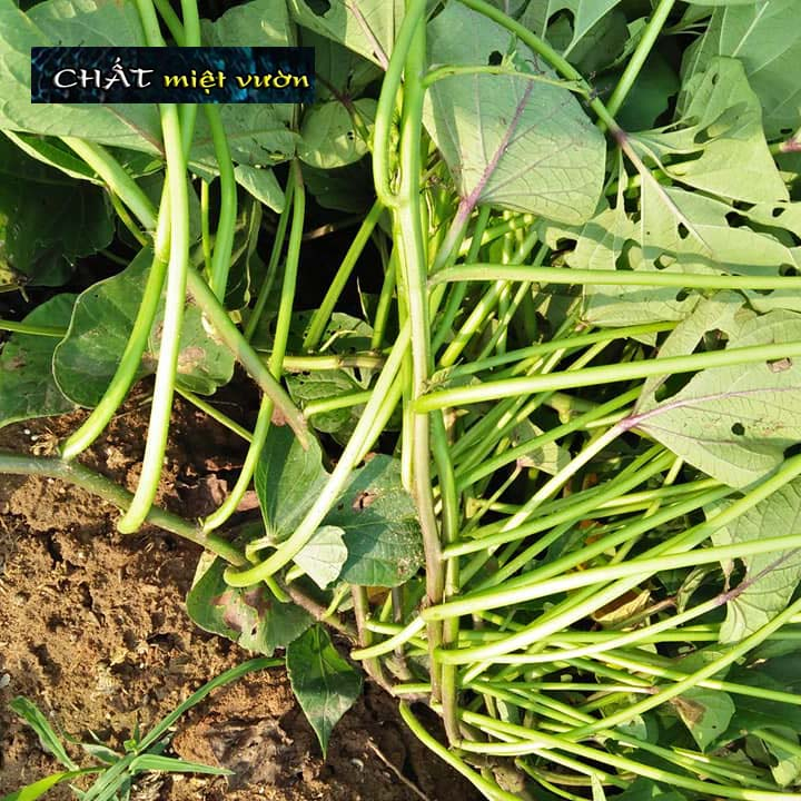 Dây khoai lang giống siêu củ (cây giống xanh/đỏ dài ~35cm)