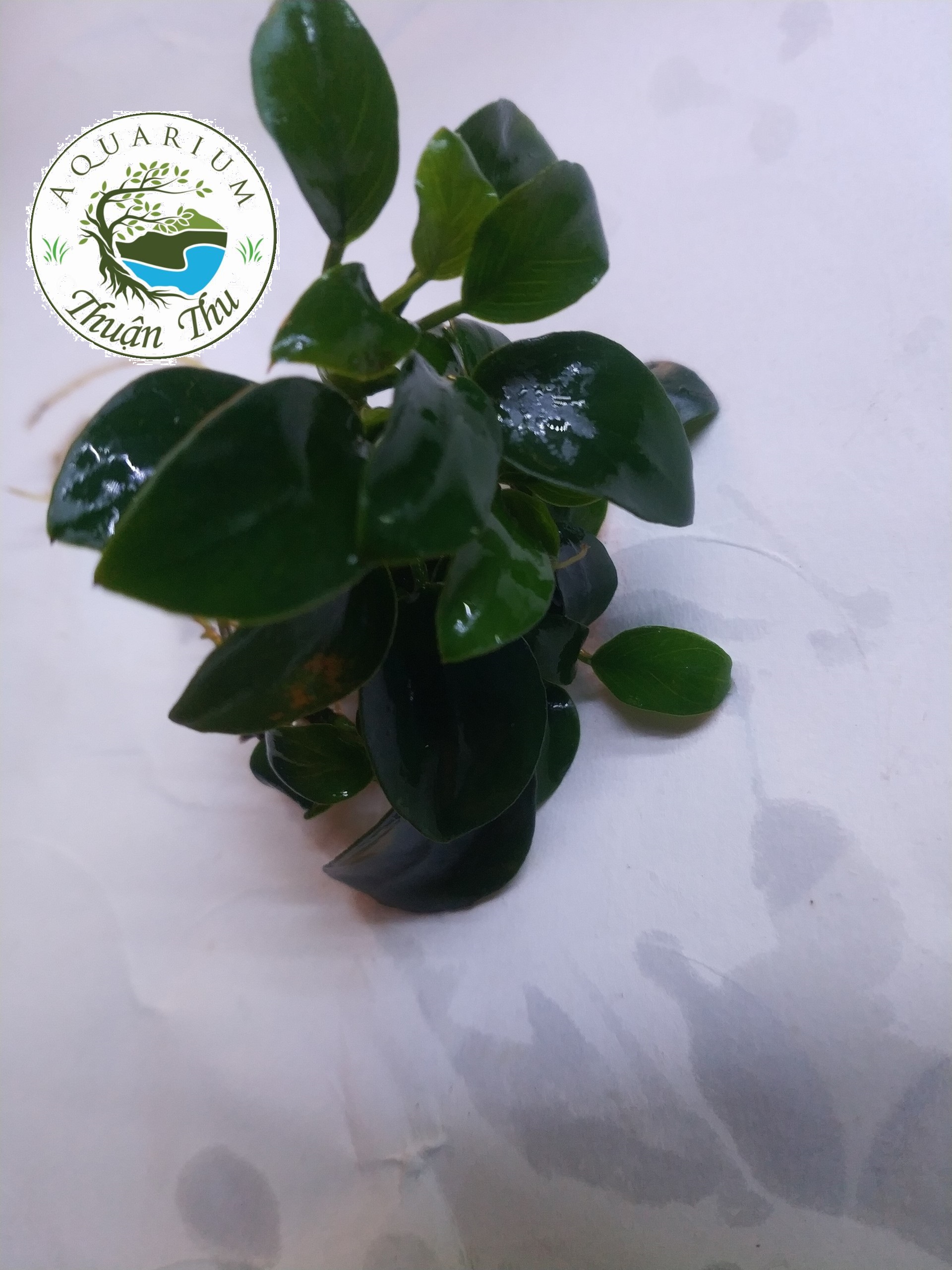 Cây thủy sinh Ráy Nana Petite Nhật (Anubias nana Japan)