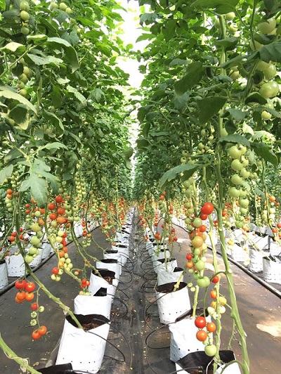 10 CÁI Túi PE trồng cây 2 DA chuyên dùng thay chậu cây trồng dưa lưới, dưa gang, dưa chuột theo mô hình nhà kính, thủy canh nhỏ giọt, trên đất khô cằn