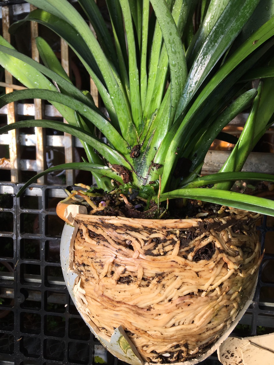 Kích thích ra rễ cây trồng super root 3mw