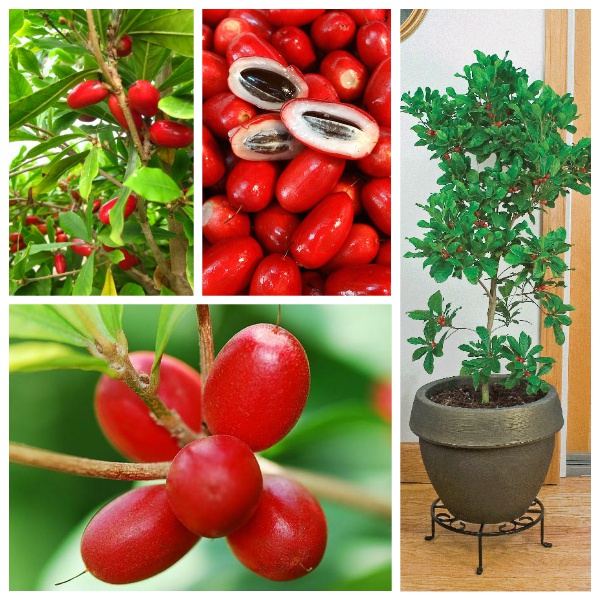 CÂY GIỐNG CÂY THẦN KỲ [ Cây giống cao 20cm ] [RẺ HƠN HOÀN TIỀN] _)