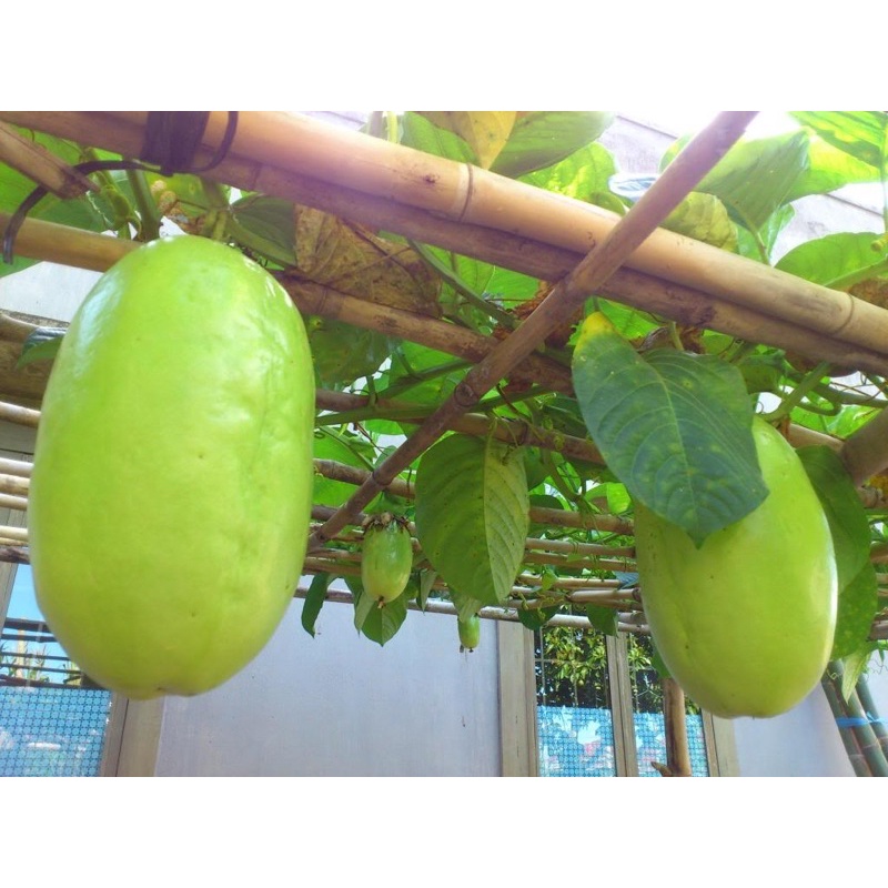 HẠT GIỐNG DƯA TÂY (DƯA GANG TÂY) - 5 hạt/ gói