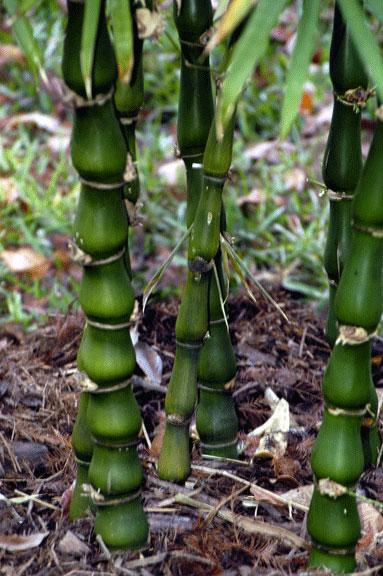 Cây Trúc đùi ếch