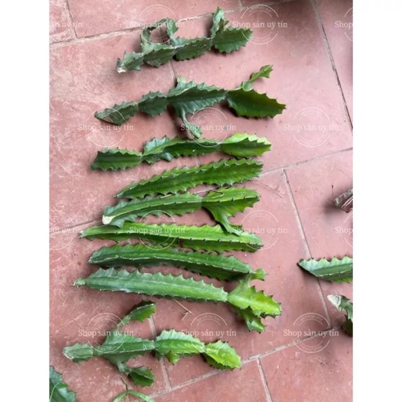 Cây xương rồng ba cạnh