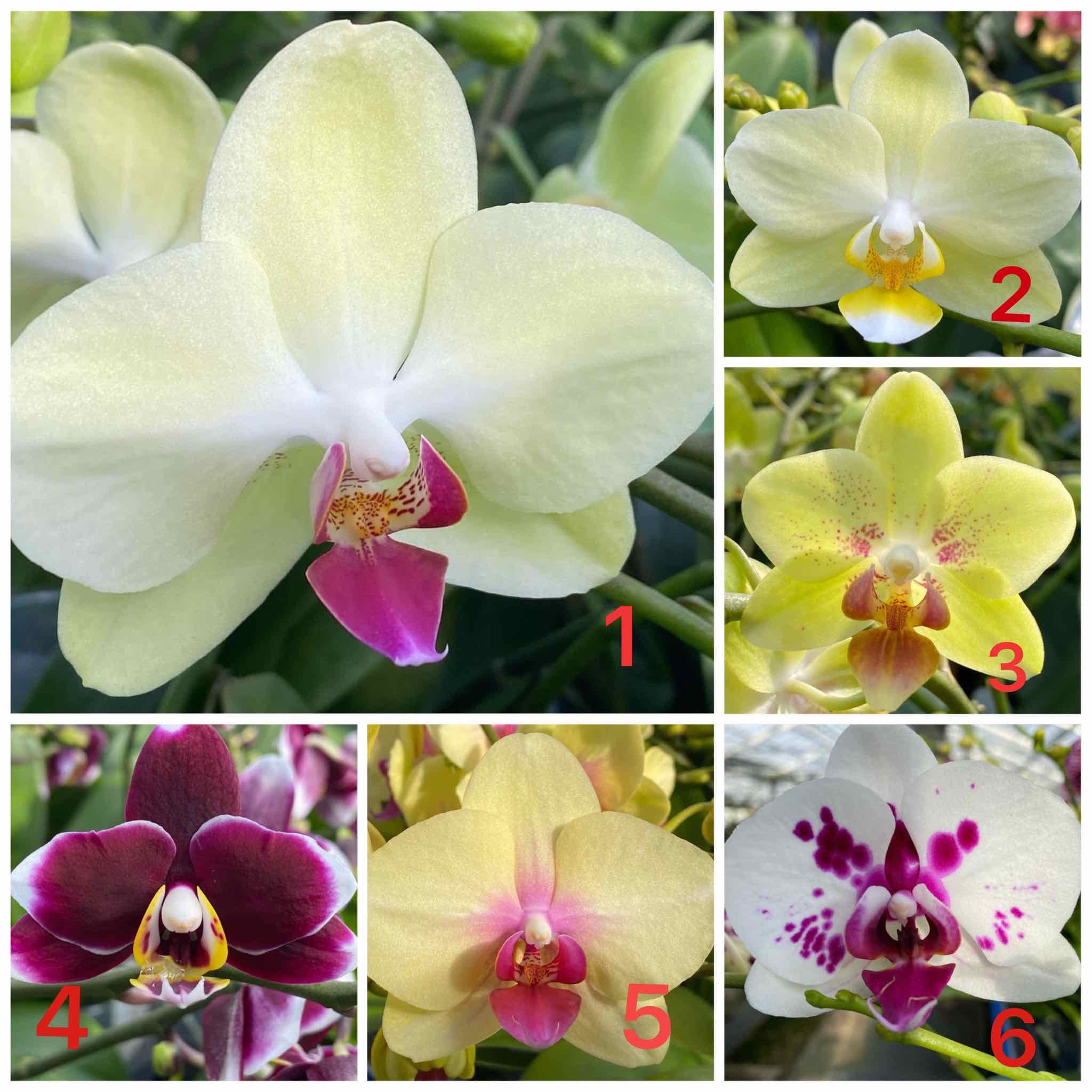 Combo 3 Lan 3 Màu 2 ngồng hoa - Hoa Đại - Cốc 2.8