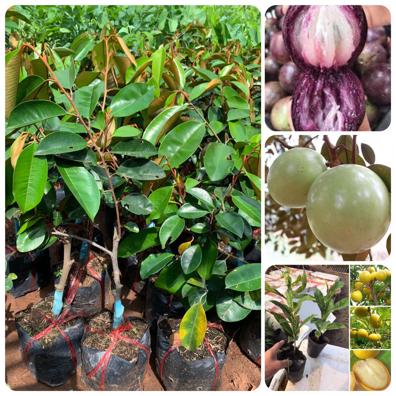 Cây giống vú sữa bơ hồng .